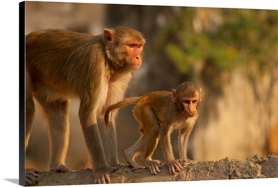 Rhesus Monkey Mother And Baby, Monkey Temple, Jaipur, Rajasthan, India.