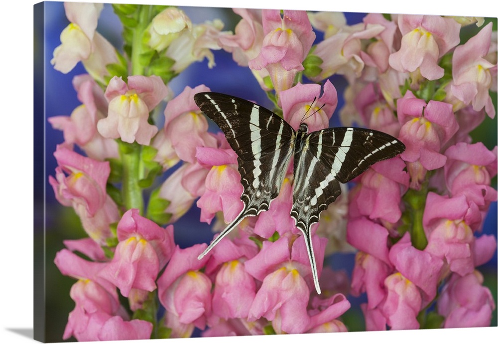 Rhesus Swallowtail Butterfly, Graphium rhesus.