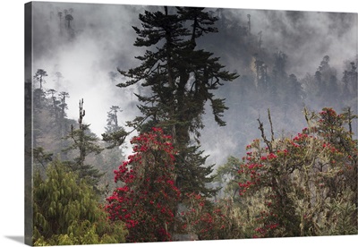 Rhododendron In Bloom In The Forests Of Paro Valley, Bhutan