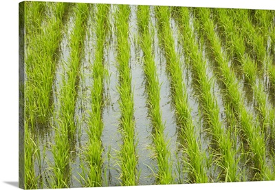Rice Paddy, Near Tan Hoa, Tien Giang Province, Mekong Delta, Vietnam