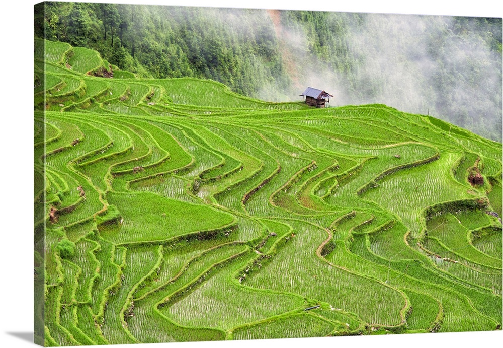 Rice terraces in the mountain in morning mist, Jiabang, Guizhou Province, China