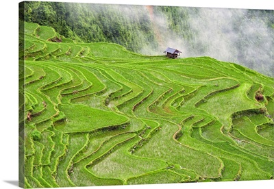 Rice Terraces In The Mountain In Morning Mist, Jiabang, Guizhou Province, China
