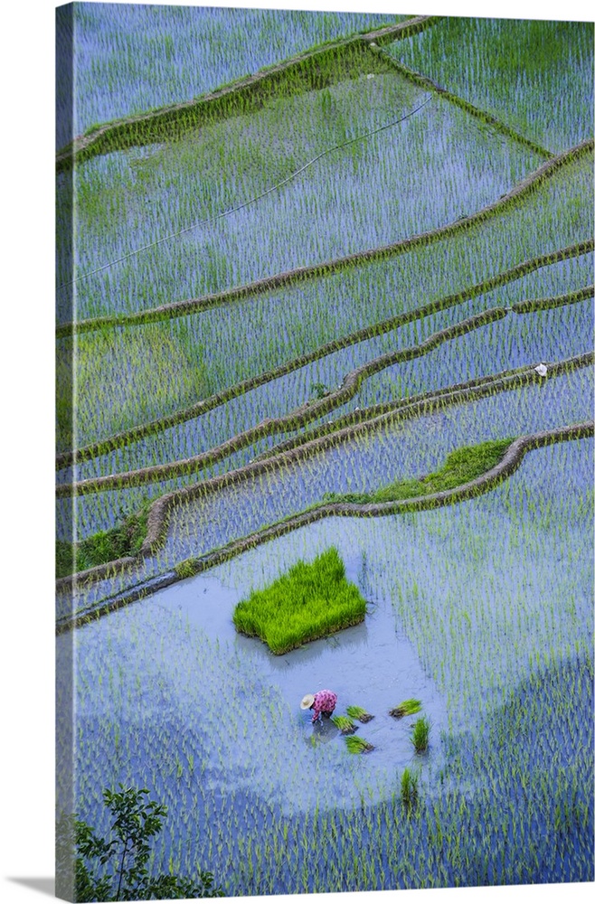 Rice terraces of Banaue, Northern Luzon, Philippines.