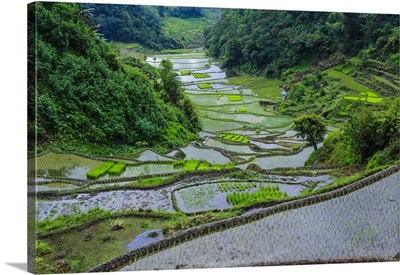 Rice terraces of Banaue, Northern Luzon, Philippines