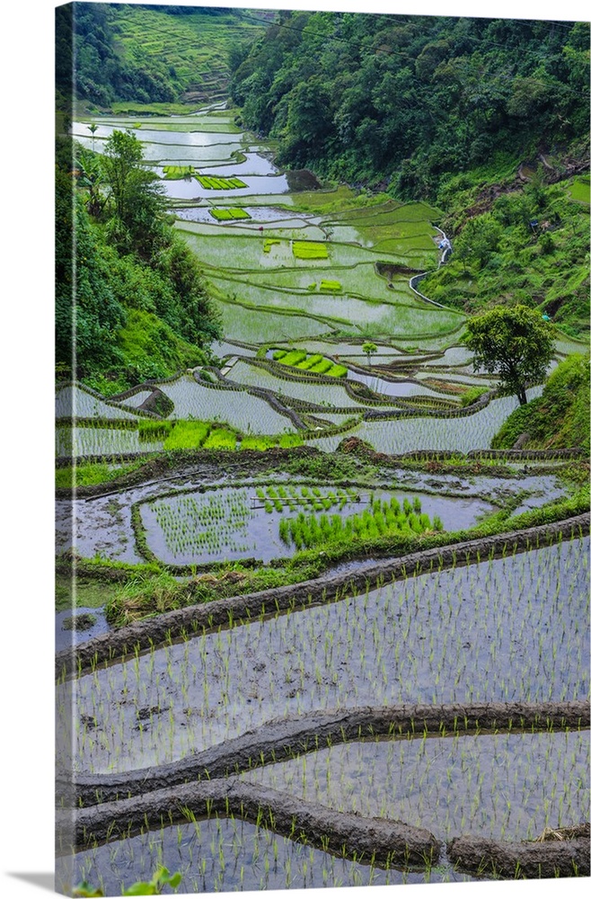 UNESCO World Heritage Site, Rice Terraces of Banaue, Northern Luzon, Philippines.