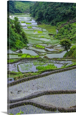 Rice Terraces of Banaue, Northern Luzon, Philippines