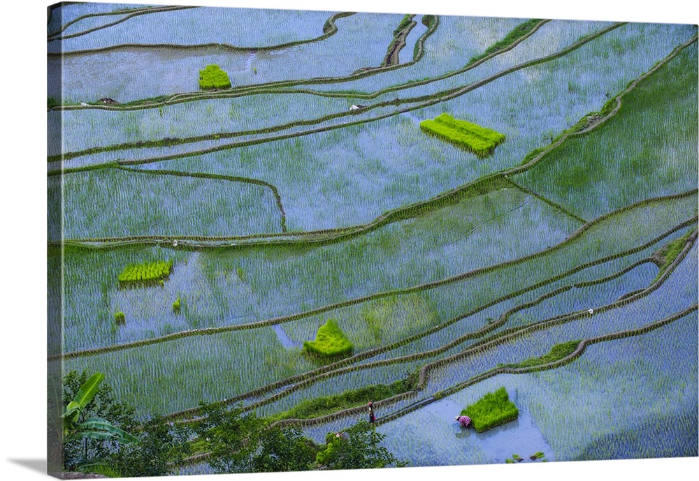 Rice terraces of Banaue, Northern Luzon, Philippines.