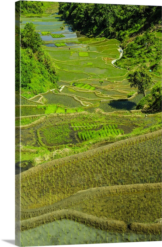 Rice terraces of Banaue, Northern Luzon, Philippines.