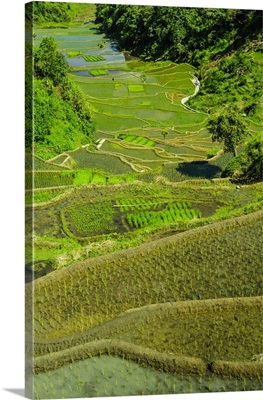 Rice terraces of Banaue, Northern Luzon, Philippines