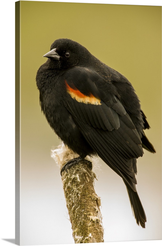 Ridgefield National Wildlife Refuge, Ridgefield, Washington State, USA. Fluffed-up male red-winged blackbird on a cattail .