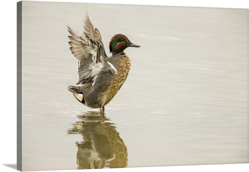Ridgefield National Wildlife Refuge, Washington State, USA. Male green-winged teal flapping its wings.