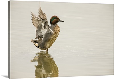 Ridgefield National Wildlife Refuge, Male Green-Winged Teal Flapping Its Wings
