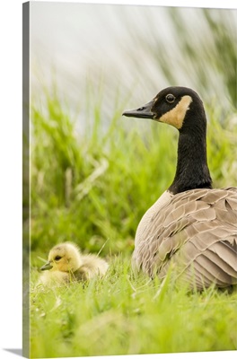 Ridgefield National Wildlife Refuge, Washington State, Canada Goose Mother And Chick