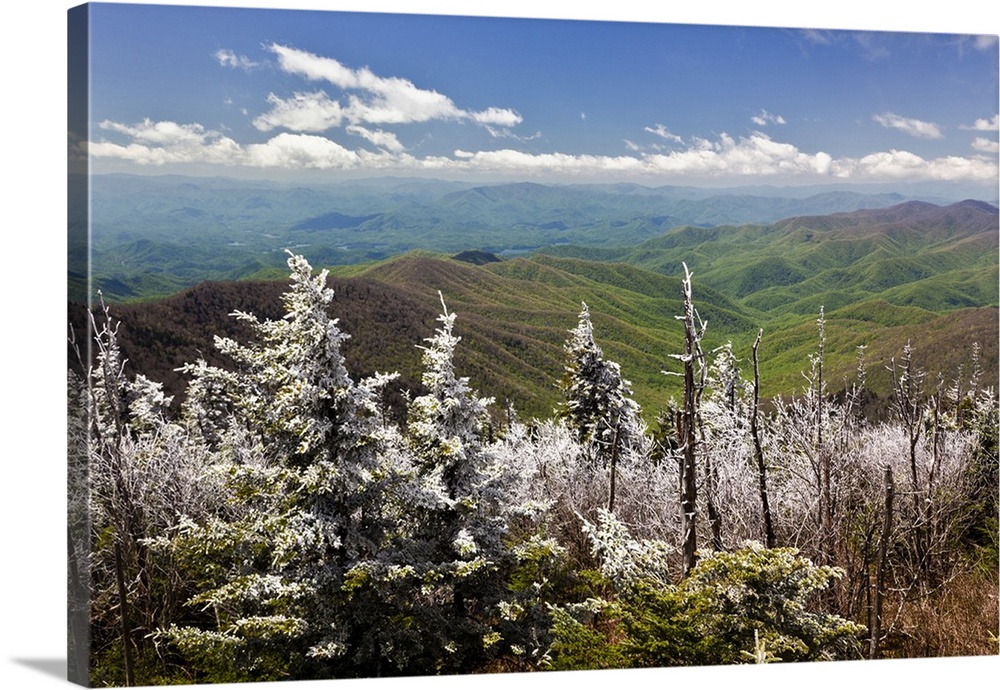 Rim Ice on trees, Great Smoky Mountains National Park, Tennessee.