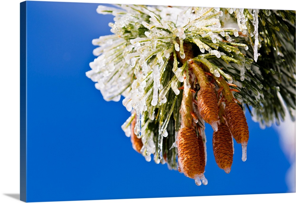 Rime ice on pine cones and needles, San Bernardino National Forest, California USA.