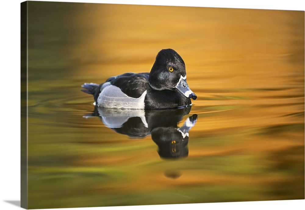 Ring-necked duck. Nature, Fauna.