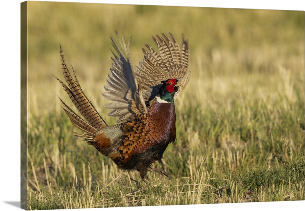 Ring-necked pheasant, courtship display. Nature, Fauna.