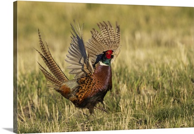 Ring-Necked Pheasant, Courtship Display