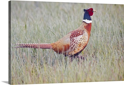 Ring-necked Pheasant male in dew-covered grass