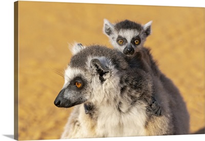 Ring-Tailed Lemur, Africa, Madagascar, Anosy, Berenty Reserve