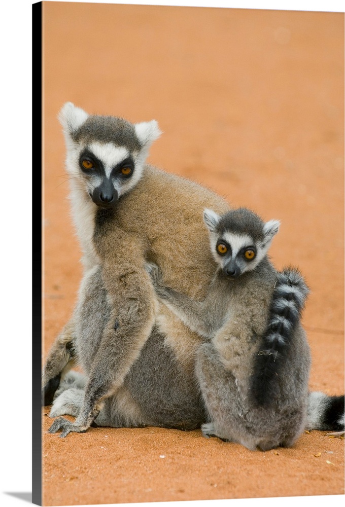 Ring-tailed Lemurs, (Lemur catta), Berenty Reserve, MADAGASCAR.