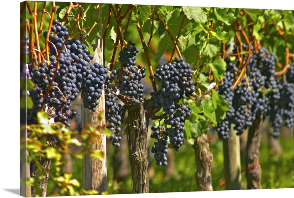 Ripe bunches of Merlot grapes in a row in the vineyard - Chateau Grand Mayne, Saint Emilion, Bordeaux