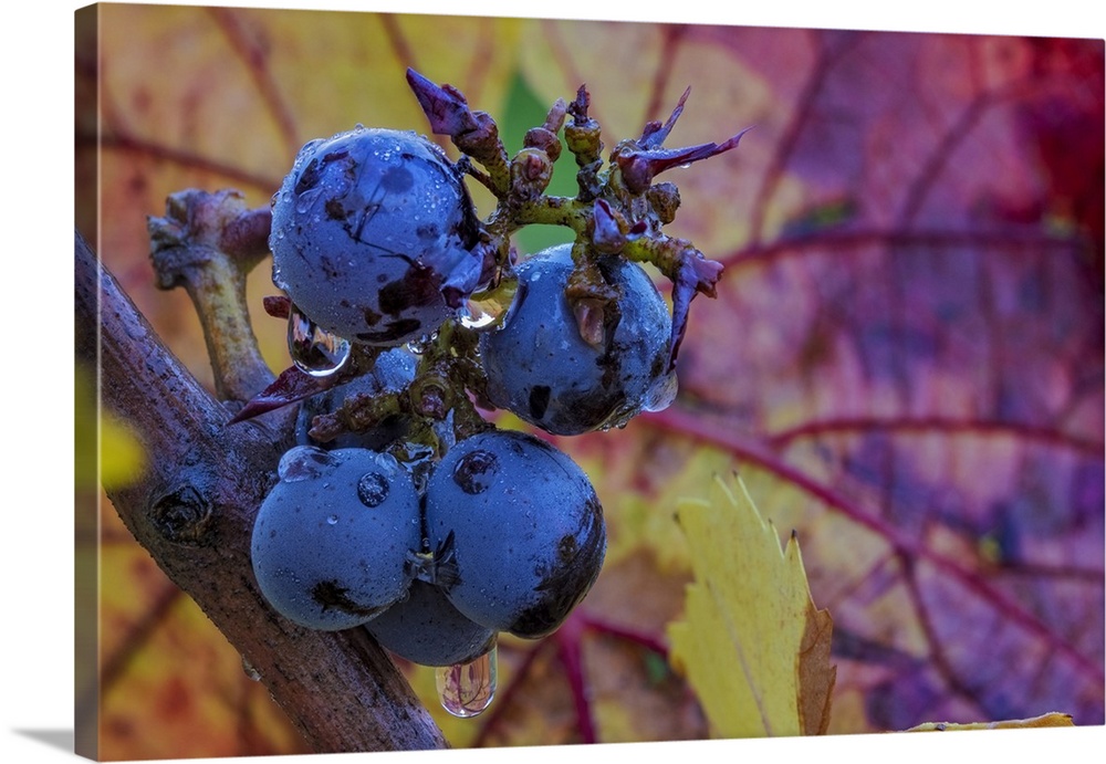 Ripe Pinot Noir grapes on the vine at Yamhill Valley Winery in McMinnville, Oregon, USA. United States, Oregon.