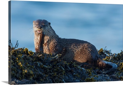 River Otter, A Snack Found Among The Tide Pools At Low Tide