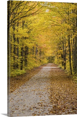 Road in fall color Schoolcraft County, Upper Peninsula, Michigan