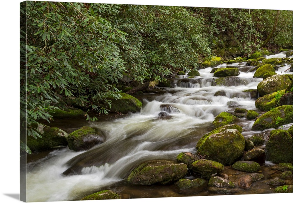Roaring Fork flowing over moss covered boulders, Roaring Fork Motor Nature Trail, Great Smoky Mountains National Park, Ten...