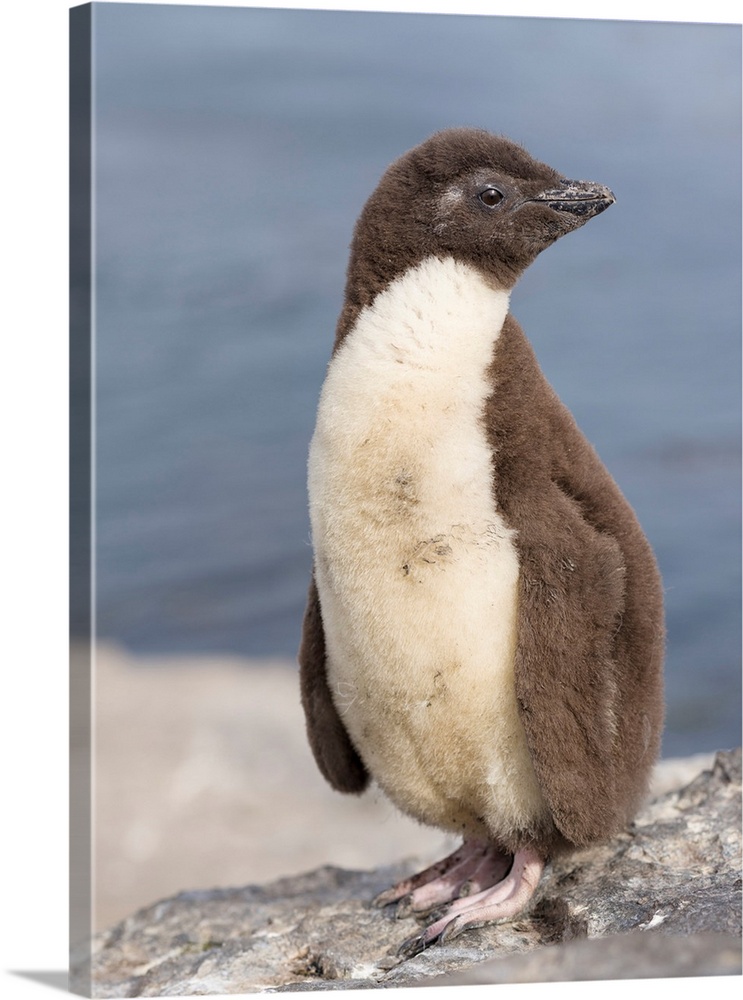 Rockhopper Penguin (Eudyptes chrysocome), subspecies western rockhopper penguin (Eudyptes chrysocome chrysocome) chick. So...