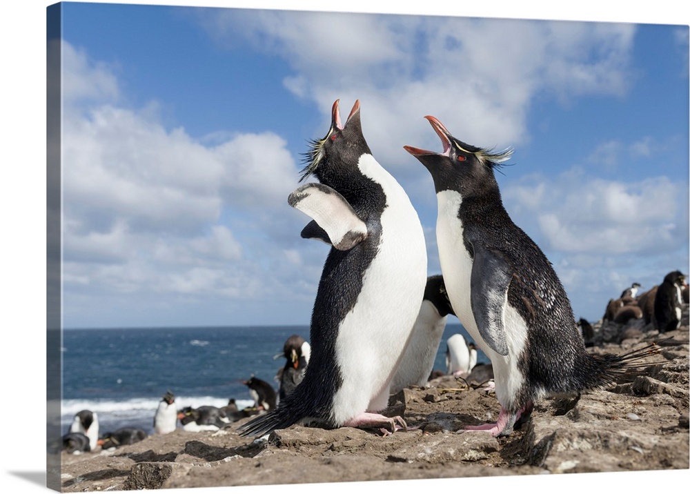 Rockhopper Penguin (Eudyptes chrysocome), subspecies western rockhopper penguin (Eudyptes chrysocome chrysocome). Greeting...