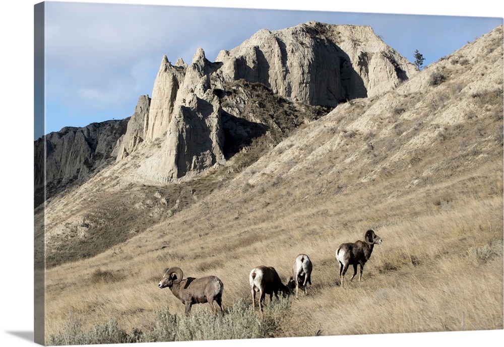 Rocky Mountain bighorn sheep grazing in grasslands. Mature rams.