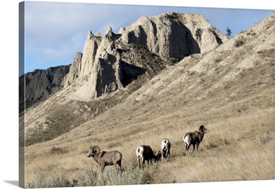Rocky Mountain Bighorn Sheep Grazing In Grasslands