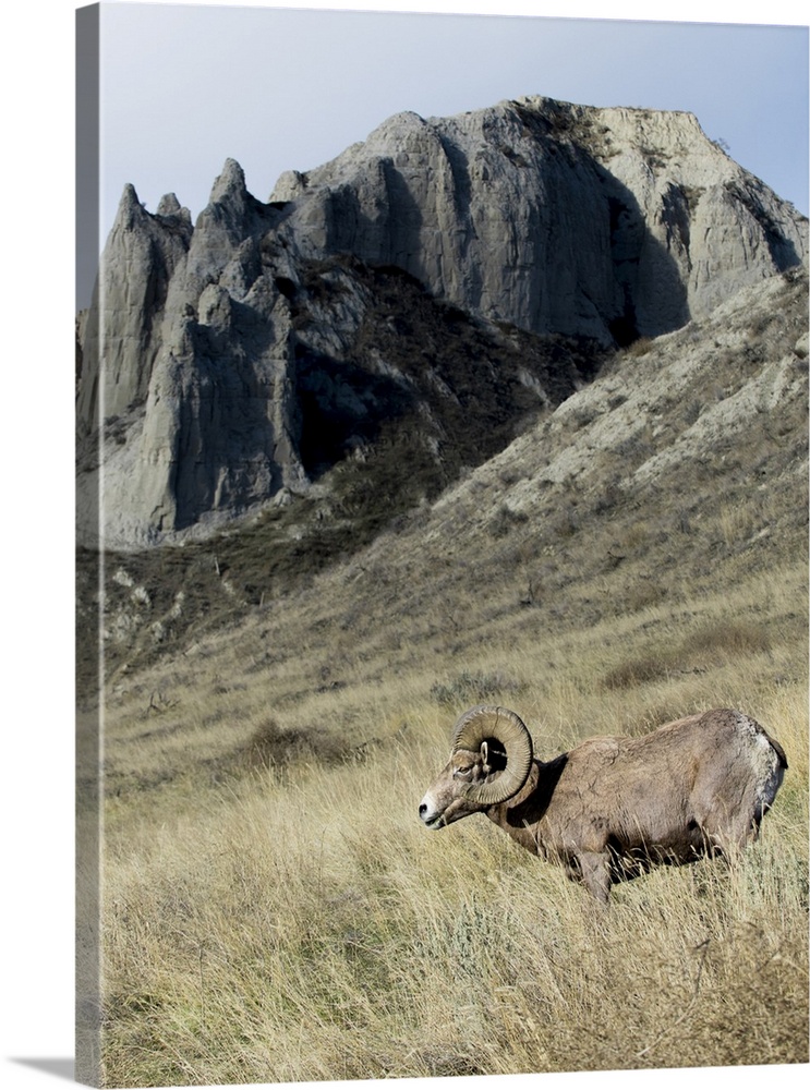 Rocky Mountain bighorn sheep grazing in grasslands. Mature rams.