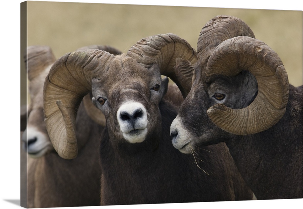 Rocky Mountain Bighorn Sheep Rams Wall Art, Canvas Prints, Framed ...