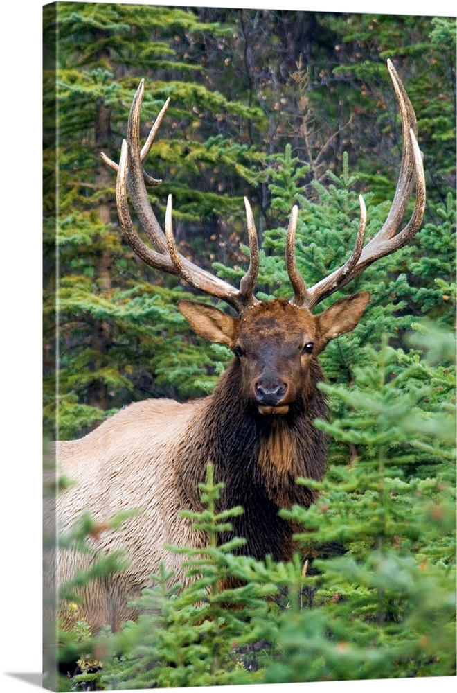 Rocky Mountain Bull Elk.