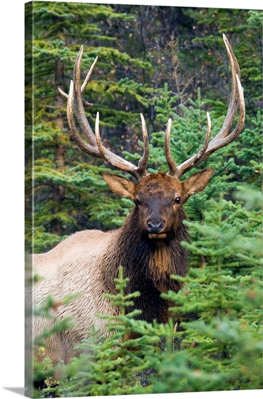 Rocky Mountain Bull Elk | Great Big Canvas