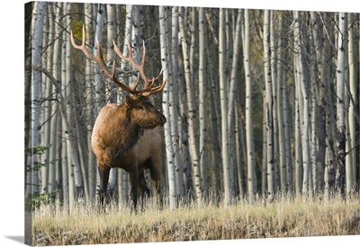 Rocky Mountain Bull Elk, Aspen Forest
