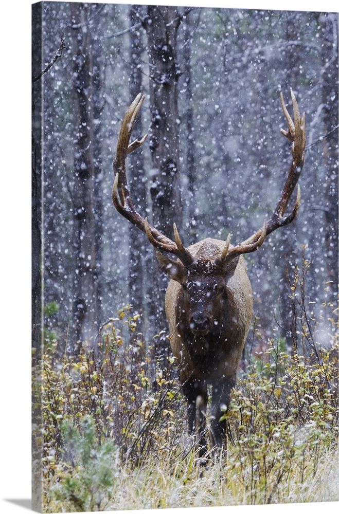 Rocky Mountain bull elk autumn snow storm.