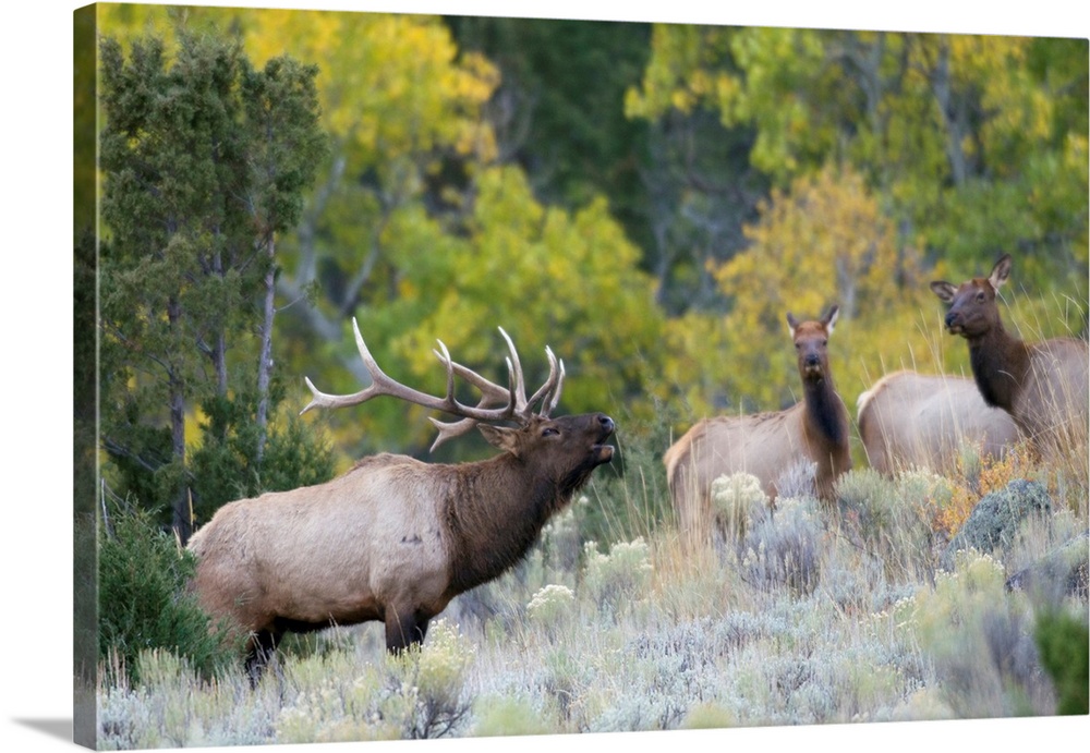 Rocky Mountain Bull Elk Bugling.