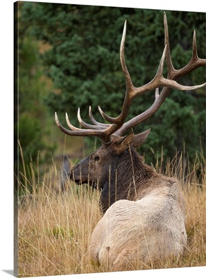Rocky Mountain Bull Elk Resting, Cervus Elaphus, Yellowstone National Park, WY