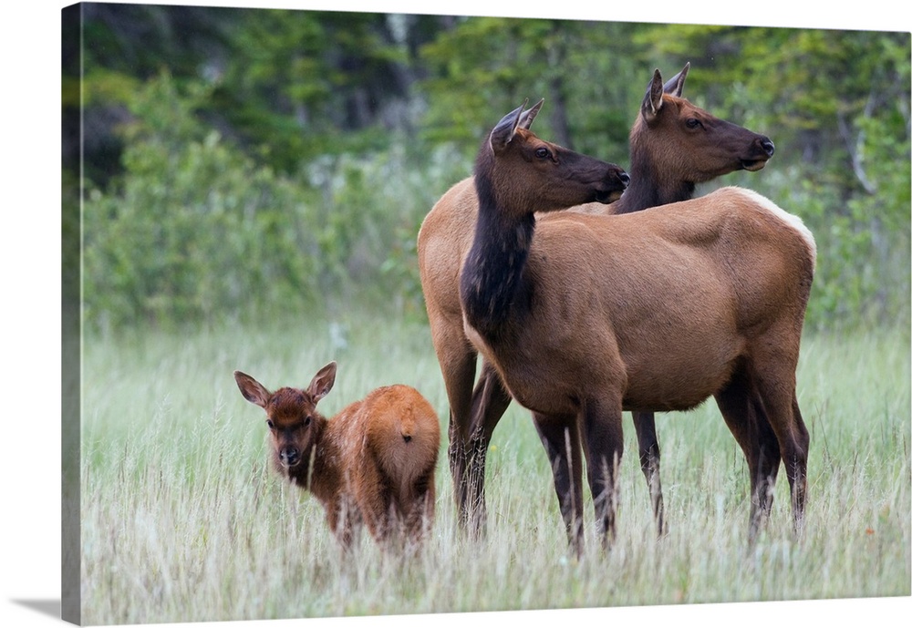 Rocky Mountain Cow Elk with Calf.