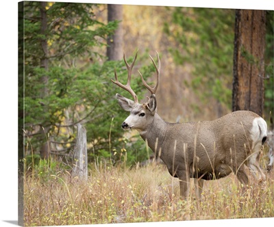 Rocky Mountain Mule Deer Buck, Signal Mountain, Grand Tetons National Park, Wyoming, USA