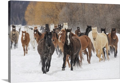 Rodeo Horses Running During Winter Roundup, Kalispell, Montana