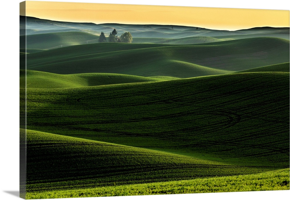 Rolling hills covered in wheat at sunset, Palouse region of eastern Washington.