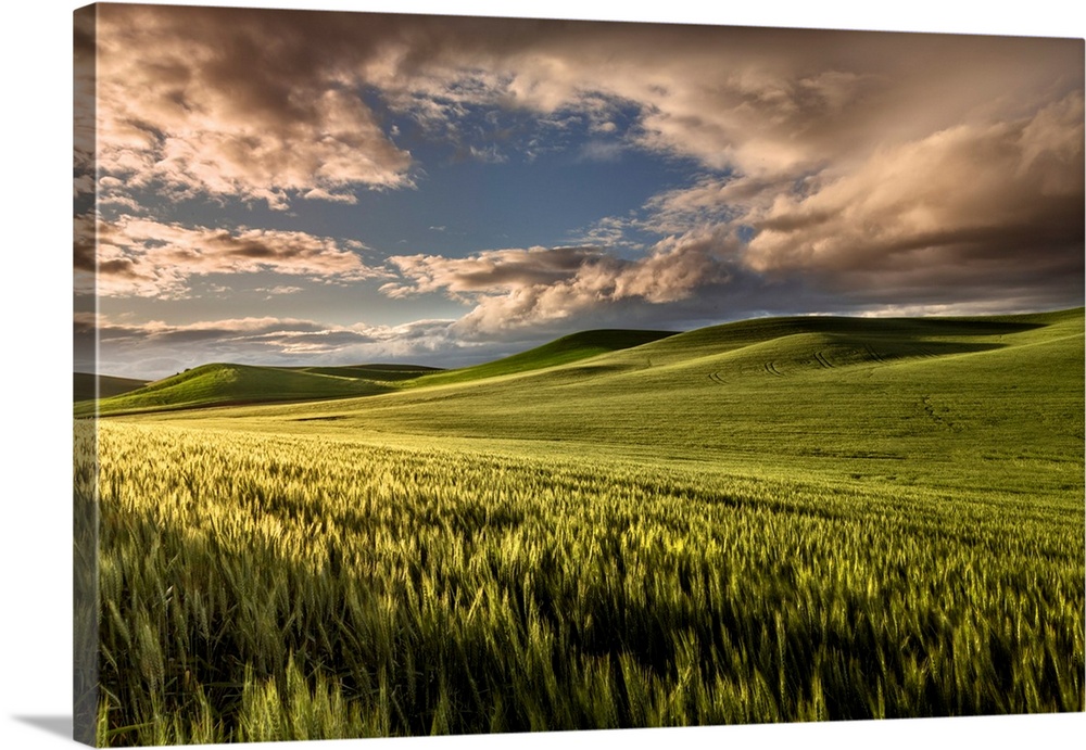 Rolling hills of wheat at sunrise, Palouse region of eastern Washington.