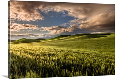 Rolling Hills Of Wheat At Sunrise, Palouse Region Of Eastern Washington