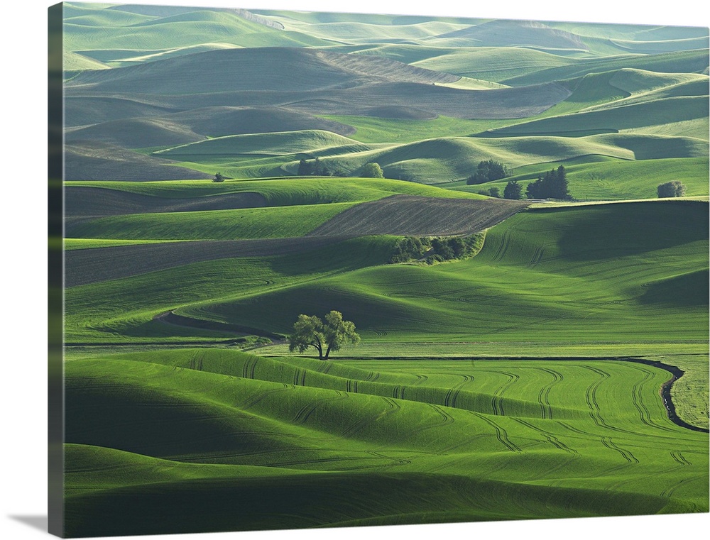 The rolling Palouse Hills of eastern Washington are covered with vibrant shades of green in spring.