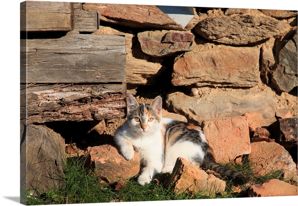 Romania Maramures County, Dobricu Lapusului. Cat leaning against stone wall.